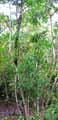 Dracaena reflexa
