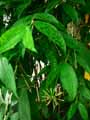 Dracaena surculosa, godseffiana