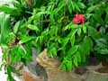 Dracaena surculosa, godseffiana