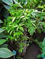 Dracaena surculosa, godseffiana