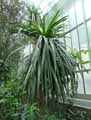 Dracaena umbraculifera