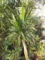 Dracaena x Glauca