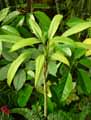 Dracaena x Glauca