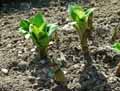 Eucomis bicolor