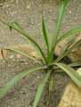 Furcraea selloa