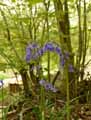 Hyacinthoides non-scripta