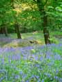 Hyacinthoides non-scripta