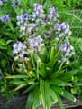 Hyacinthus orientalis