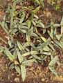 Ledebouria socialis
