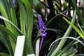 Liriope muscari