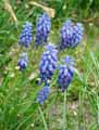 Muscari armeniacum