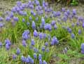 Muscari armeniacum