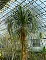 Nolina guatemalensis