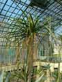 Nolina stricta