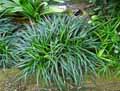Ophiopogon jaburan