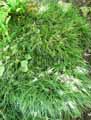 Ophiopogon japonicus