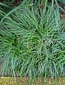 Ophiopogon japonicus