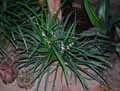 Ophiopogon nigrescens