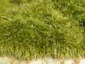 Ophiopogon planiscapus