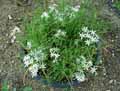 Ornithogalum comosum