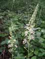 Ornithogalum pyrenaicum