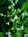 Ornithogalum umbellatum
