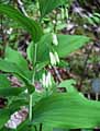 Polygonatum multiflorum