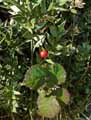 Ruscus aculeatus