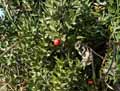 Ruscus aculeatus