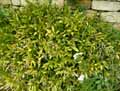 Ruscus hypophyllus