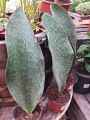 Sansevieria Masoniana Congo Giant