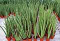 Sansevieria cylindrica