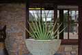 Sansevieria cylindrica