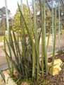 Sansevieria fischeri