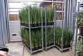 Sansevieria parva