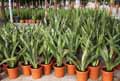 Sansevieria trifasciata