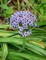 Scilla peruviana