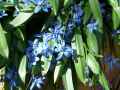 Scilla spring beauty