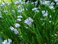 Scilla verna