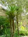Yucca aloifolia