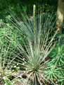 Yucca angustifolia, Yucca radiosa, Yucca glauca