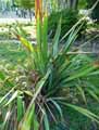 Yucca filamentosa