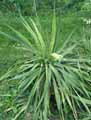 Yucca flexilis