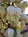 Yucca gloriosa