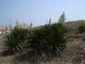 Yucca gloriosa