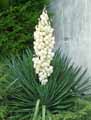 Yucca gloriosa