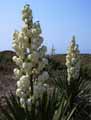 Yucca gloriosa