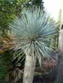 Yucca rostrata