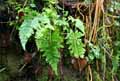 Asplenium adiantum nigrum