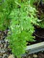 Asplenium bulbiferum